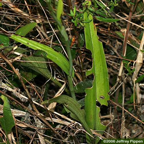 Yellow Fringed Orchid (Platanthera ciliaris)