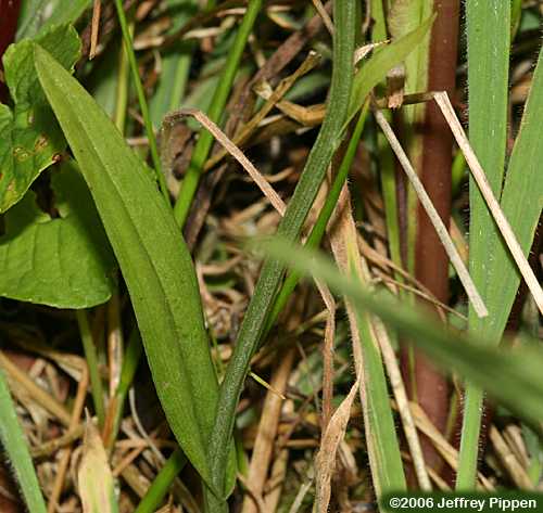 Small Green Wood Orchid (Platanthera clavellata)