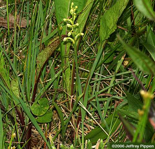 Small Green Wood Orchid (Platanthera clavellata)