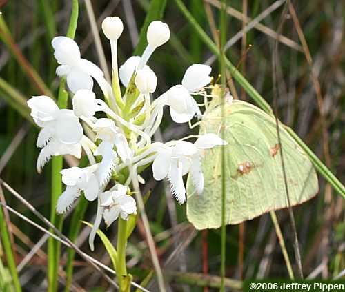 Cloudless Sulphur (Phoebus sennae) on White Fringed Orchid (Platanthera blephariglottis)