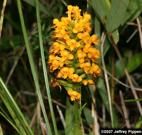 Yellow-crested Orchid (Platanthera cristata)