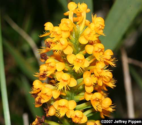 Yellow-crested Orchid (Platanthera cristata)