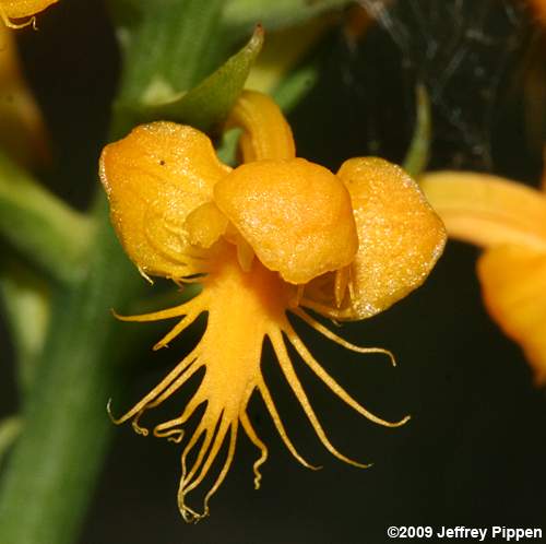 Yellow-crested Orchid (Platanthera cristata)