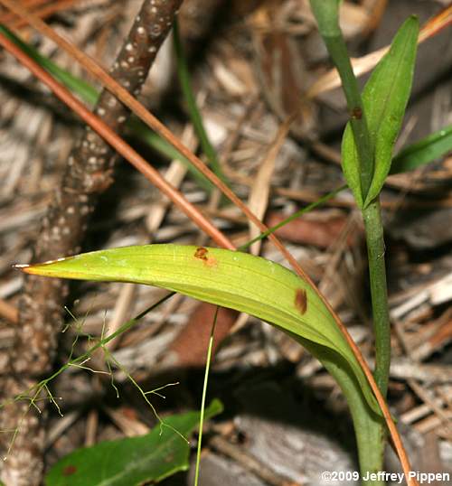 Yellow-crested Orchid (Platanthera cristata)