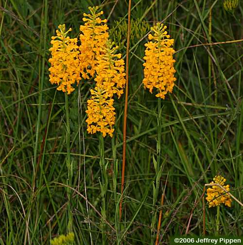 Yellow Fringeless Orchid (Platanthera integra)