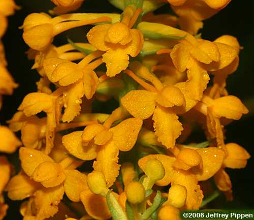 Yellow Fringeless Orchid (Platanthera integra)