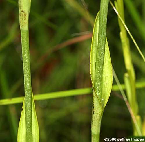 Yellow Fringeless Orchid (Platanthera integra)