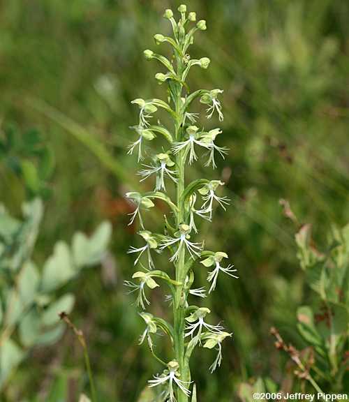 Green Fringed Orchid (Platanthera lacera)