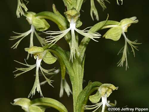 Green Fringed Orchid (Platanthera lacera)
