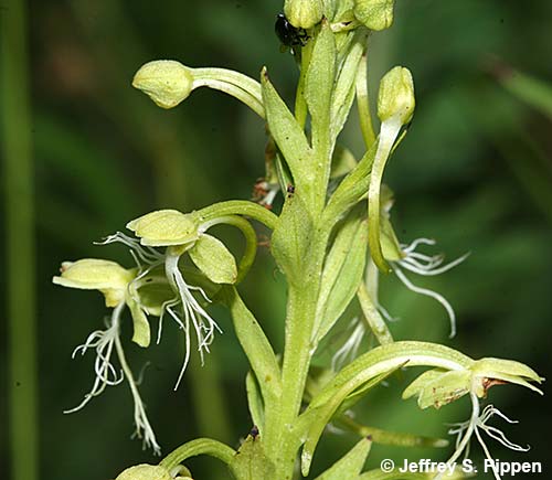 Green Fringed Orchid (Platanthera lacera)