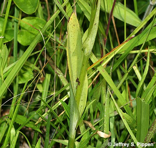 Green Fringed Orchid (Platanthera lacera)