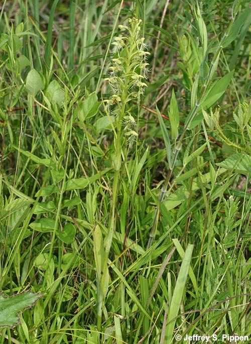 Green Fringed Orchid (Platanthera lacera)