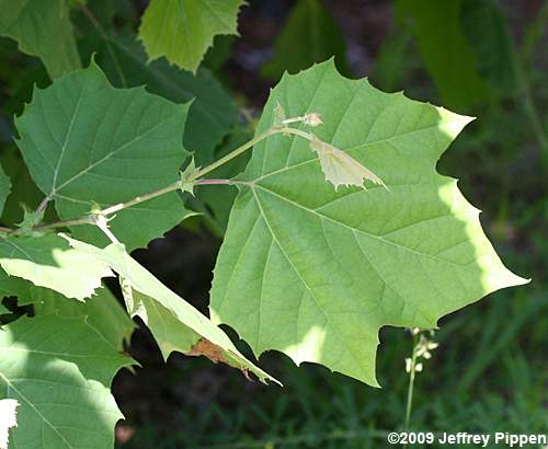 American Sycamore, Plane-tree (Platanus occidentalis var. occidentalis)