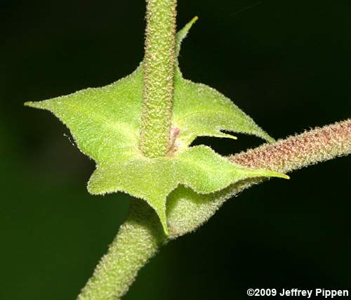 American Sycamore, Plane-tree (Platanus occidentalis var. occidentalis)