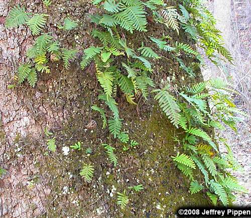 Resurrection Fern (Pleopeltis polypodioides)