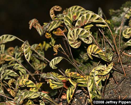 Resurrection Fern (Pleopeltis polypodioides)