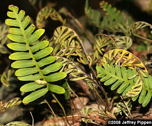 Resurrection Fern (Pleopeltis polypodioides)