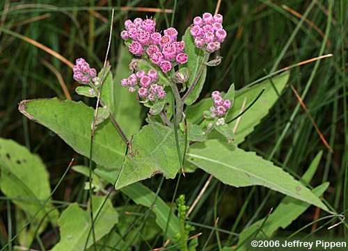 Camphorweed (Pluchea camphorata)