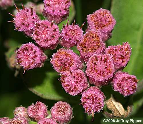 Camphorweed (Pluchea camphorata)