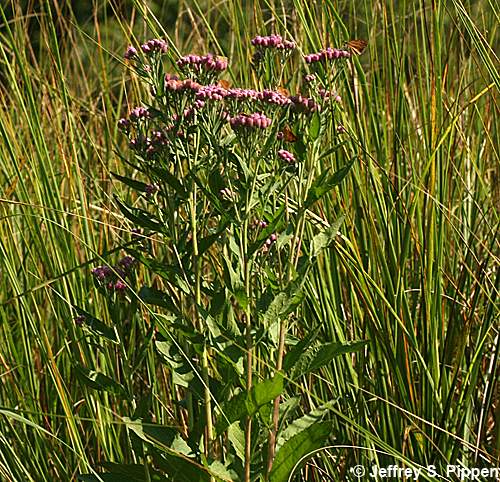 Saltmarsh Fleabane (Pluchea odorata)