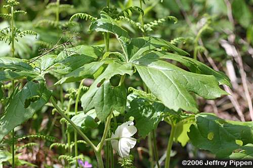 Mayapple (Podophyllum peltatum)