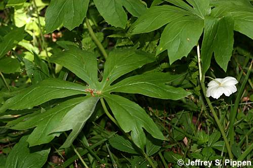 Mayapple (Podophyllum peltatum)