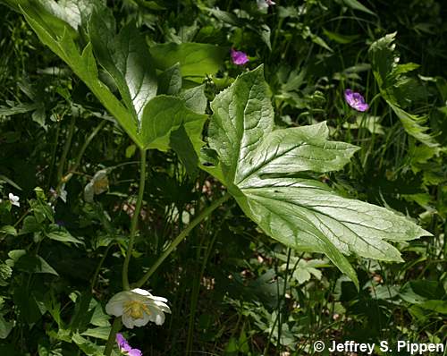 Mayapple (Podophyllum peltatum)
