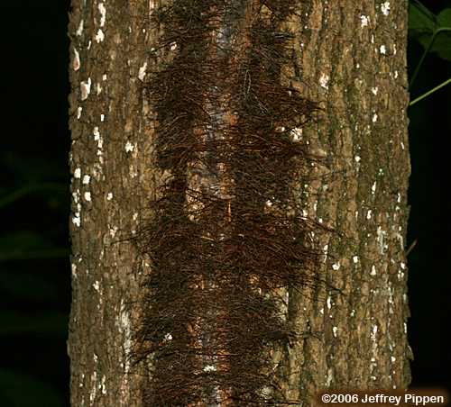 Poison Ivy (Toxicodendron radicans)