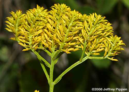 Short Pinebarren Milkwort, Low Pinebarren Milkwort (P. ramosa)