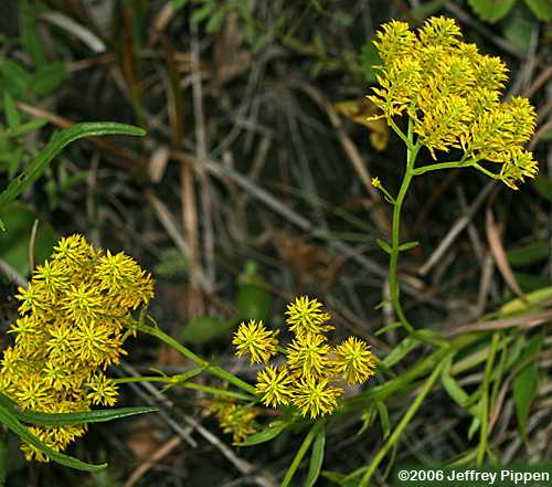 Short Pinebarren Milkwort, Low Pinebarren Milkwort (P. ramosa)