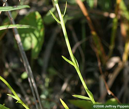 Short Pinebarren Milkwort, Low Pinebarren Milkwort (P. ramosa)