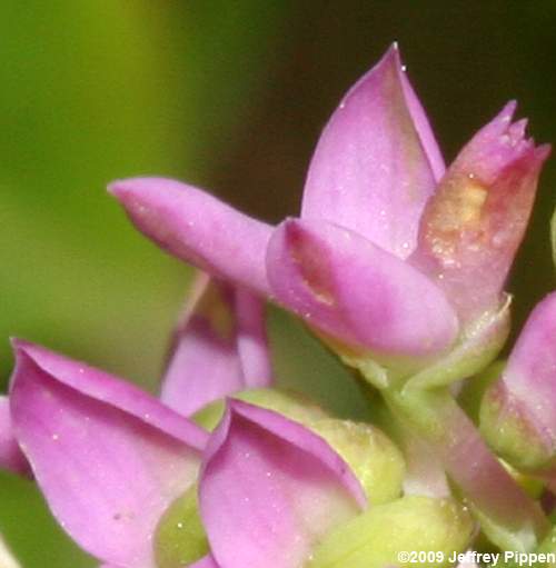 Littleleaf Milkwort, Shortleaf Milkwort (Polygala brevifolia)