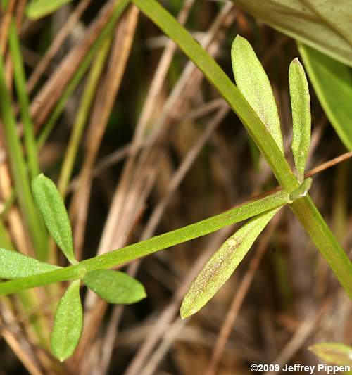 Littleleaf Milkwort, Shortleaf Milkwort (Polygala brevifolia)