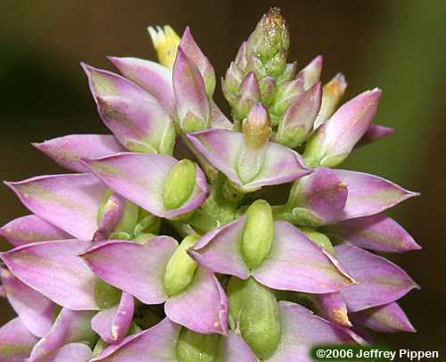 Littleleaf Milkwort, Shortleaf Milkwort (Polygala brevifolia)