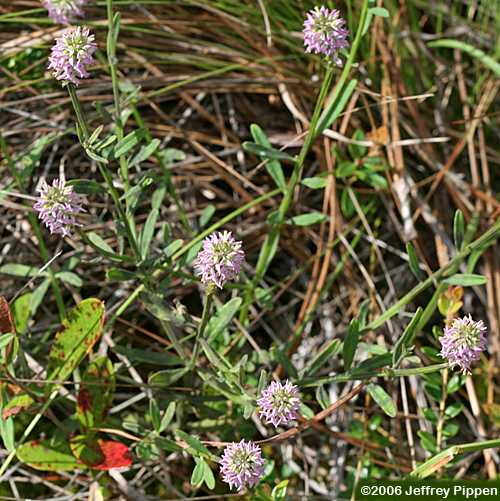 Littleleaf Milkwort, Shortleaf Milkwort (Polygala brevifolia)
