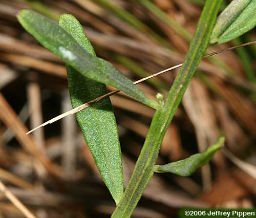 Littleleaf Milkwort, Shortleaf Milkwort (Polygala brevifolia)