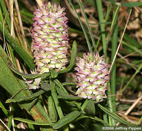 Crossleaf Milkwort, Southern Drumheads (Polygala cruciata)