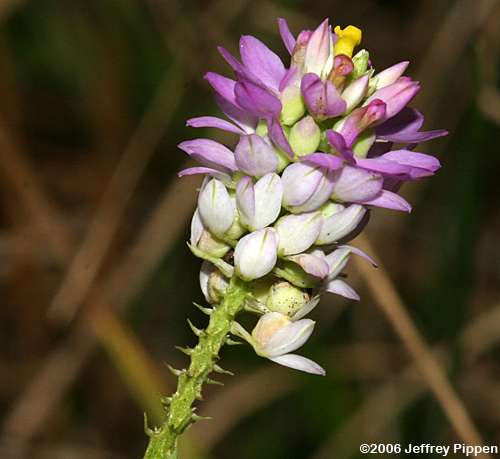 Curtiss' Milkwort (Polygala curtissii)