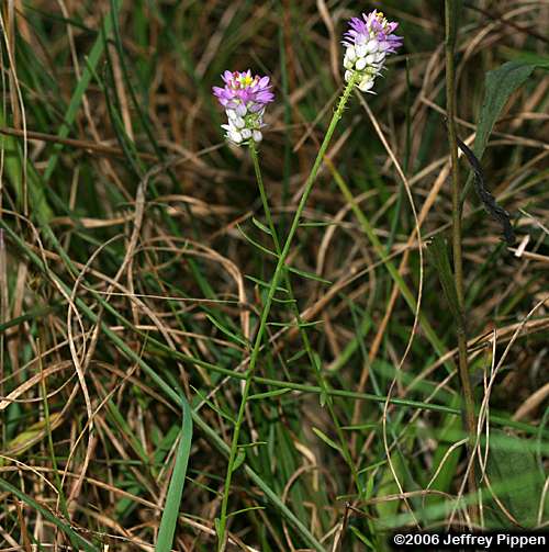 Curtiss' Milkwort (Polygala curtissii)