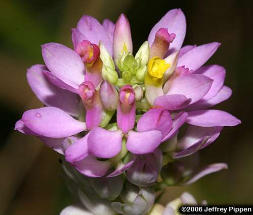 Curtiss' Milkwort (Polygala curtissii)