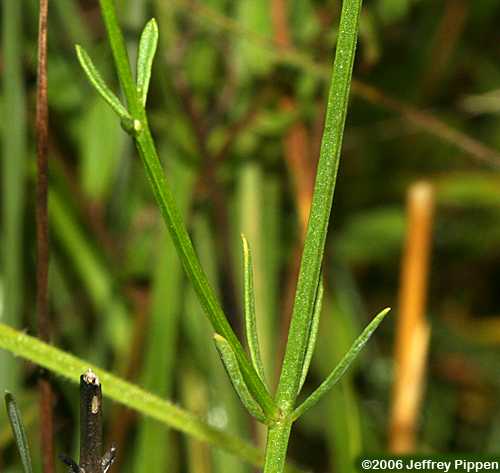 Hooker's Milkwort (Polygala hookeri)