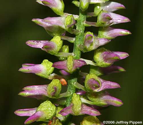 Hooker's Milkwort (Polygala hookeri)