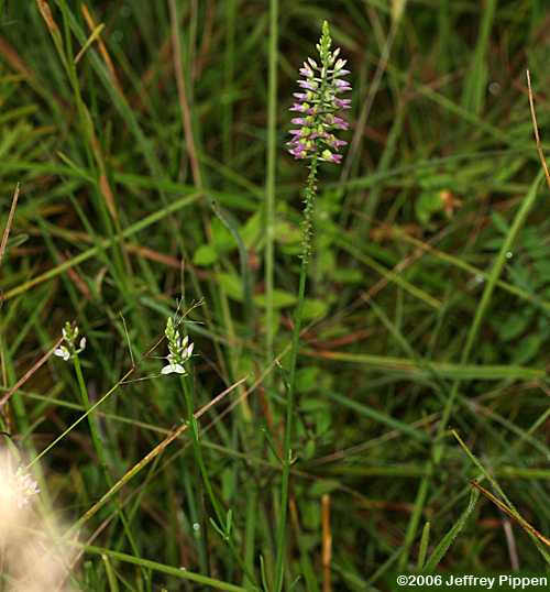 Hooker's Milkwort (Polygala hookeri)