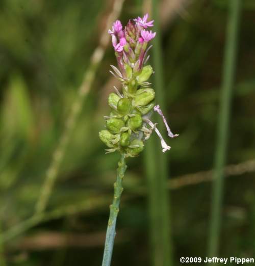 Pink Milkwort, Processionflower (Polygala incarnata)