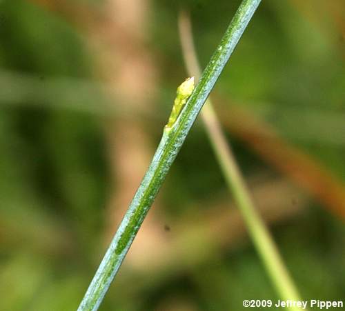 Pink Milkwort, Processionflower (Polygala incarnata)