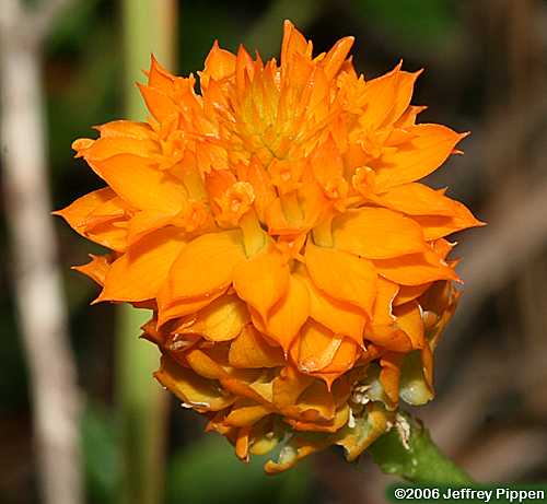 Orange Milkwort (Polygala lutea)