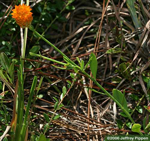 Orange Milkwort (Polygala lutea)