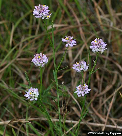 Maryland Milkwort (Polygala mariana)