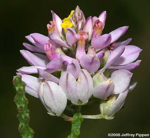 Maryland Milkwort (Polygala mariana)