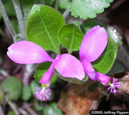 Fringed Polygala, Gaywings (Polygala paucifolia)